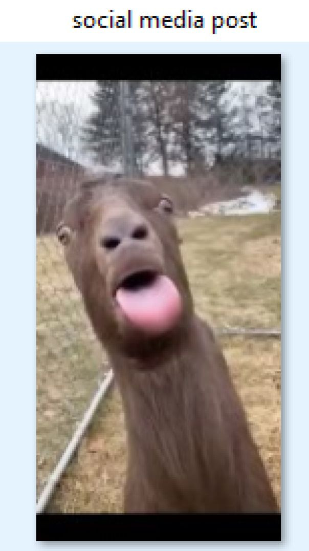 Best funny animals video
