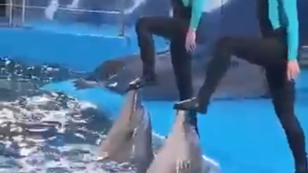 Rich dolphin 🐬